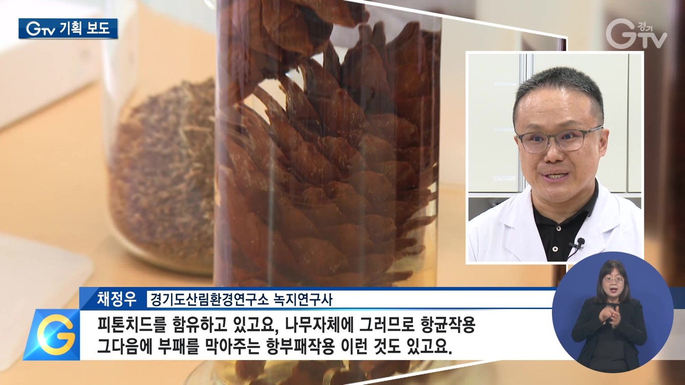 경기뉴스 GTV 영상보도 — 잣 솔방울 연구